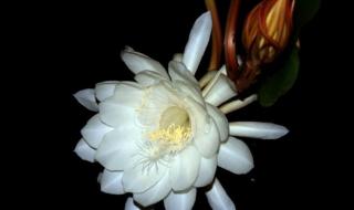 月下美人怎么合