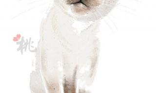 猫甜还是桃甜什么意思 猫甜还是桃甜什么意思