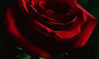 我会送你红色玫瑰 我会送你红色玫瑰