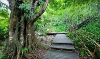 热带雨未删减版观看