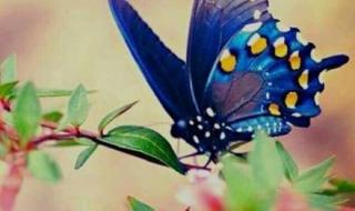 双双化成彩蝶的是