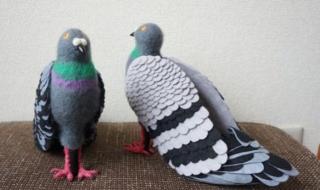 上面有两个鸽子 上面有两个鸽子